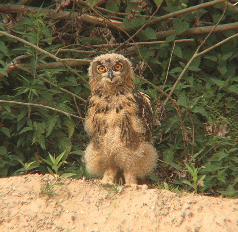 2018-wiese-uhu_jungvogel-w